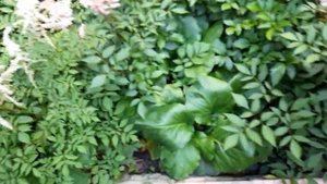 #астильба / Астильба ( лат. astilbe). Маленькие секреты агротехники
