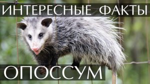 Опоссум. Интересные факты