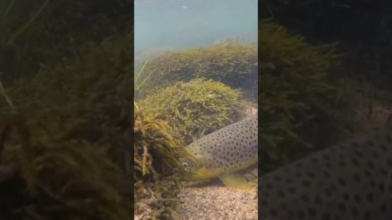 Не хочет уходить! #форель #trout #troutfishing #рыбалка #ловляфорели #fishing #shorts