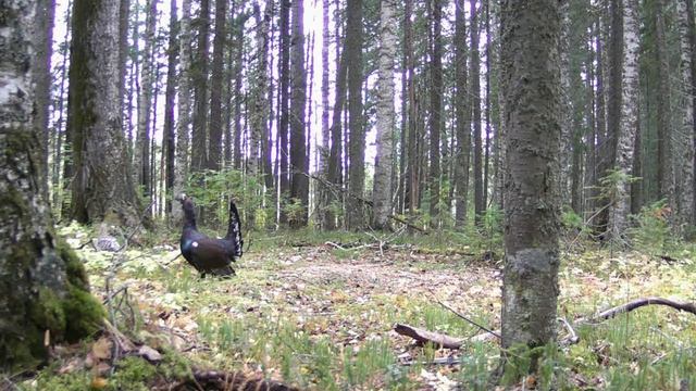 Глухарь на току. Ложный ток у глухарей. Начало сентября. Проба пера!