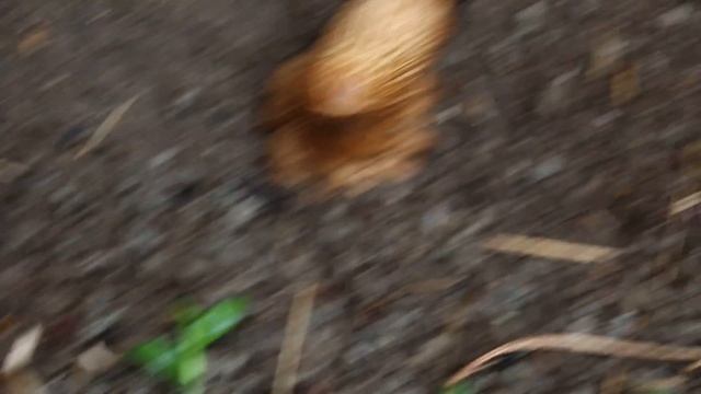 New brown mushrooms overnight as seen on Feb 25, 2018 9am смотреть онлайн