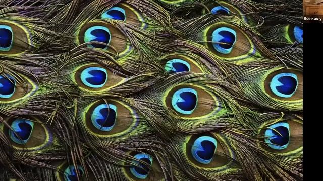 Красота — страшная сила. 10 мая 2022 года. Урок биологии Евгении Тимоновой. смотреть онлайн