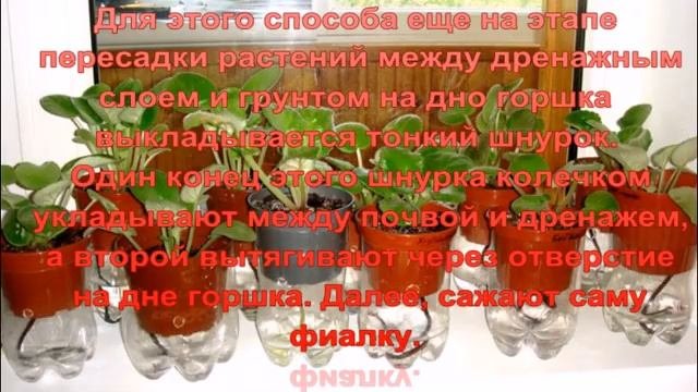 Фитильный способ полива фиалок.