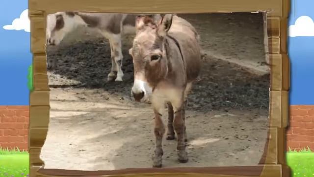 Узнать Осёл – животном которое имеет длинные уши, но не кролик для детей исследование школа смотреть онлайн