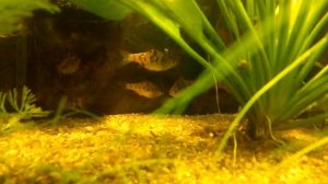 Барбус Ромбовидный Puntius rhomboocellatus