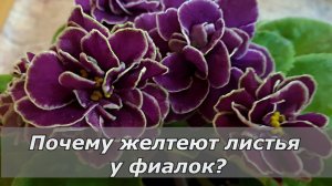 Фиалка: желтеют листья
