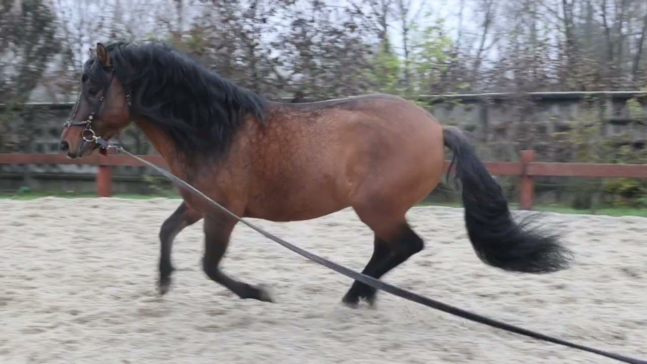 Ромул 3