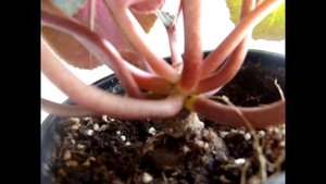 Цикламен (Cyclamen).Трещины на клубне цикламена.