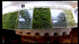 Яванский мох выращивание на подоконнике / Java moss growing on a windowsill