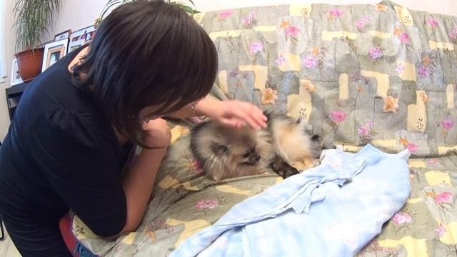 Малый шпиц Бэтти рожает первый раз. Роды у шпицев смотреть онлайн
