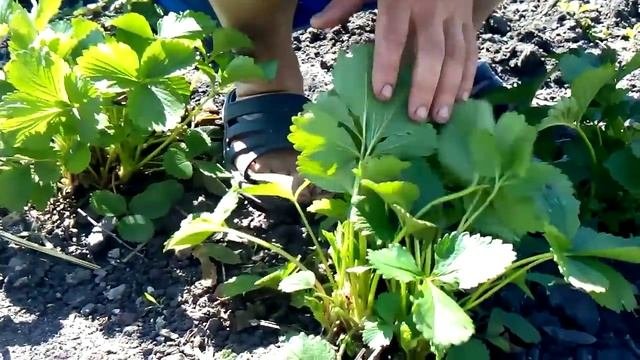 Как размножить ремонтантную клубнику