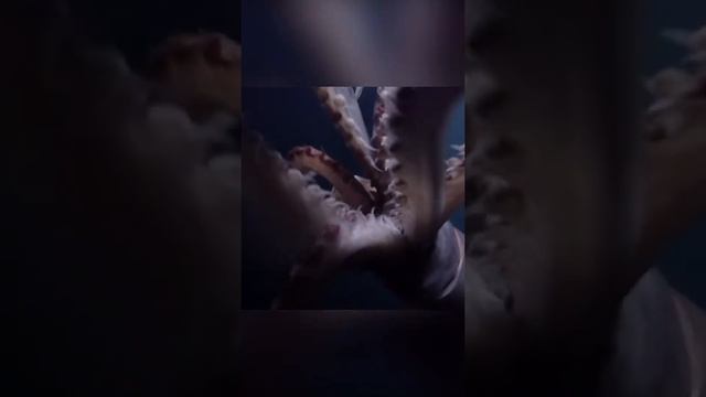 У него есть клюв, но нет ни одной кости. Гигантский кальмар. смотреть онлайн