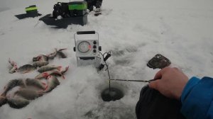 Ловля окуня с флешером. Флешер Daiwa FL-20.