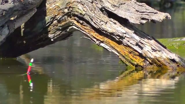 Клев карася. Как ловить карася смотреть онлайн