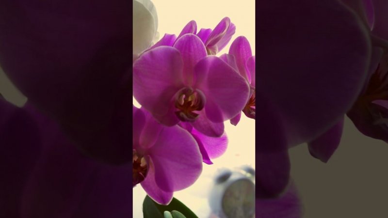 Еще цветут цветоносы, а на орхидее появились цветоносы и корни. Правила выращивания #shorts