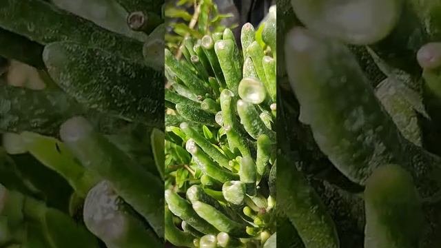 ♥️Crassula Ovata Gollum ♥️(Orejas de Shrek )♥️ Buen día amigas y Amigos Good morning Friends ❤️