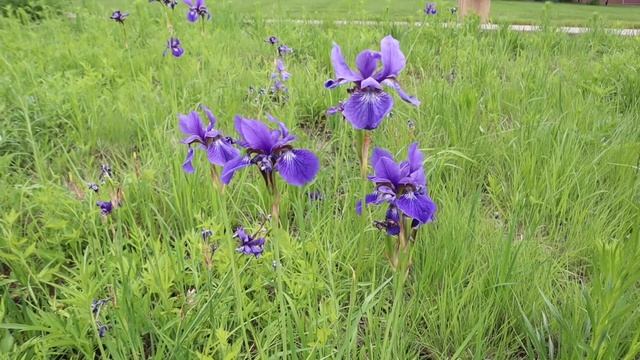 Американский средний запад смотреть онлайн