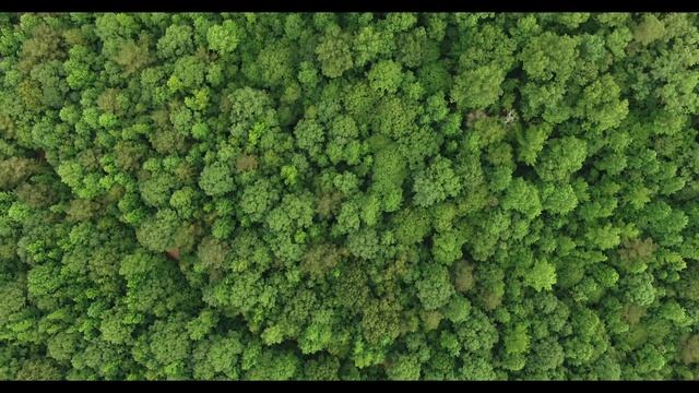 Лесная красота ? Forest beauty 4k 60fps смотреть онлайн
