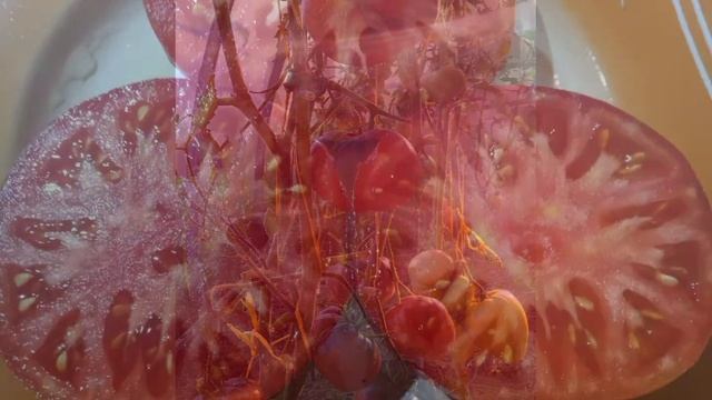 Чупа-Чупсы мегасладкие томаты смотреть онлайн