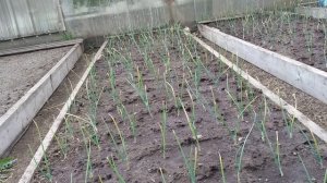 ПОДКОРМКА ЛУКА ВЕСНОЙ