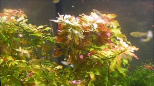 #Аквариумные_растения Людвигия ползучая