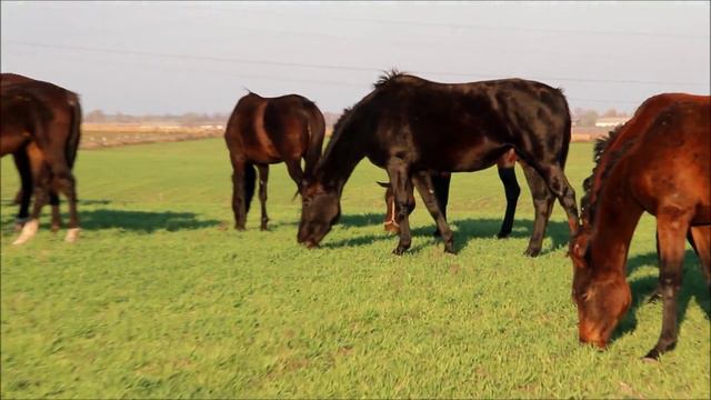 универсал смотреть онлайн