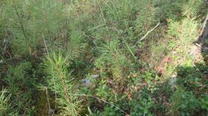 Забытые способы ориентирования. По ягодам брусники