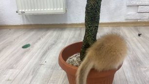 Котик 😂Baby kitten teaches puppy to climb a tree while mom cat can't see