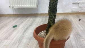 Котик ?Baby kitten teaches puppy to climb a tree while mom cat can't see