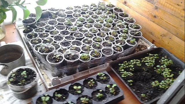 ВЫРАЩИВАНИЯ КЛУБНИКИ В ТЕПЛИЦЕ КРУГЛЫЙ ГОД. смотреть онлайн