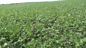 Соя, гербицид Пульсар - визуальный эффект.