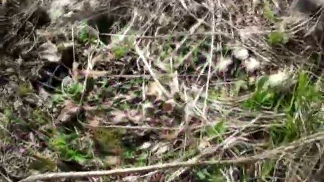 Выращивание рассады клубники в стаканах Ошибка №39 смотреть онлайн