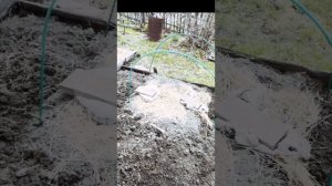 Как выглядит пырей ползучий?