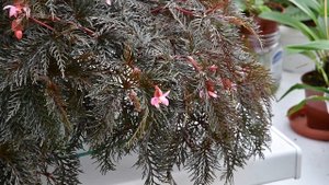 Бегония Bipinnatifida