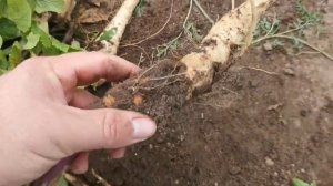 Всё о Выращивании ПАСТЕРНАКА сорт СВОБОДНАЯ КОРОНА! Семена Parsnip Hollow Crown на POMIDOM.RU