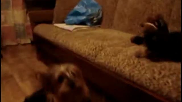 йоркширские терьеры смотреть онлайн