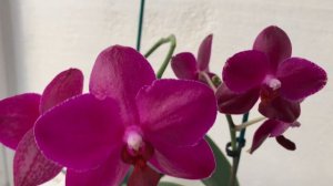 Phal. Sogo Grape, P. Sogo Relex и Phal. Mituo King 'Big Pink' Сравнение трех самых розовых орхидей