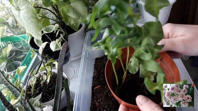 КОМНАТНЫЕ ЦВЕТЫ.ПЕРЕСАДКА.
