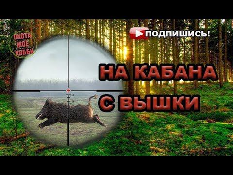 На кабана с вышки отличный выстрел!!! 