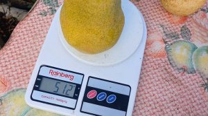 Груші Еріка, директор Альфан, колоновидна.