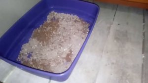 Как приучить котёнка к лотку?