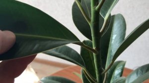 170. Моему фикусу 1 год. Пора подрезать.