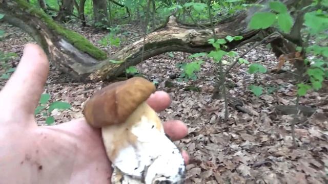 Белые грибы , Где собирать грибы летом. смотреть онлайн