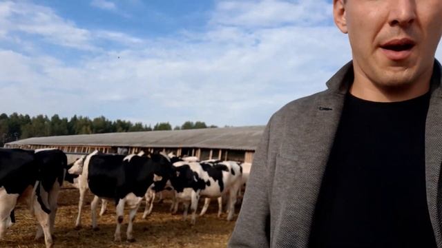 Продажа племенных нетелей черно пестрой породы КРС. Живым весом в России. Голштины и Холмогоры.