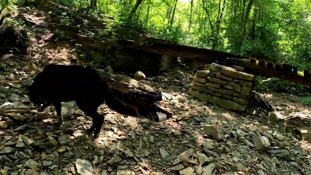 Massive Blue Bay Shepherd at Dog Park - Kurgan Making Friends смотреть онлайн
