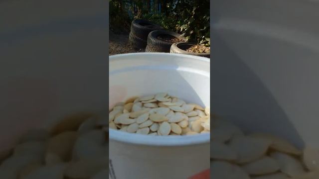 Кабачки сбор семян