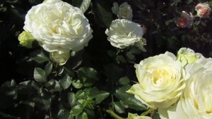 Мой Розовый Сад 2021г.Яркие краски лета!!!2часть Транквилити;Мишель Друкер;Симпли Джорджиус ;Пьер..