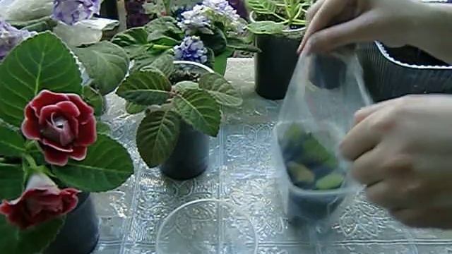 ГЛОКСИНИЯ. Укоренение крошечным листочком. Больших уже не осталось ? смотреть онлайн