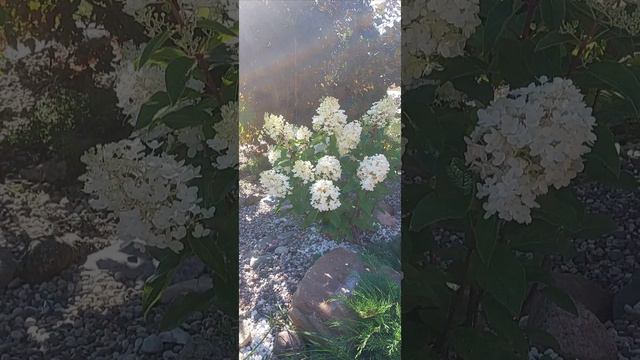 Гортензия Литл  блоссом, стадии цветения  середина сентября,  Вологодчина ГАЛИСАД