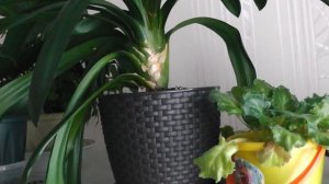 Кливию убивает МУЧНИСТЫЙ ЧЕРВЕЦ....